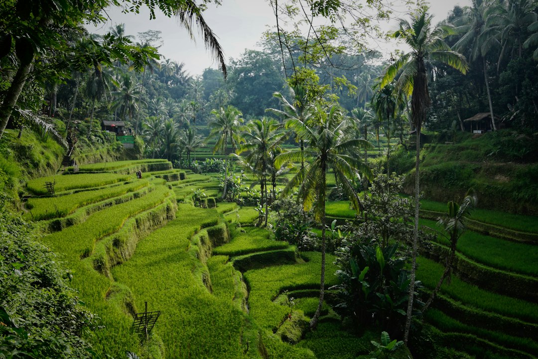 Lush green terraced rice fields in Bali surrounded by tall palm trees and tropical jungle on an overcast day